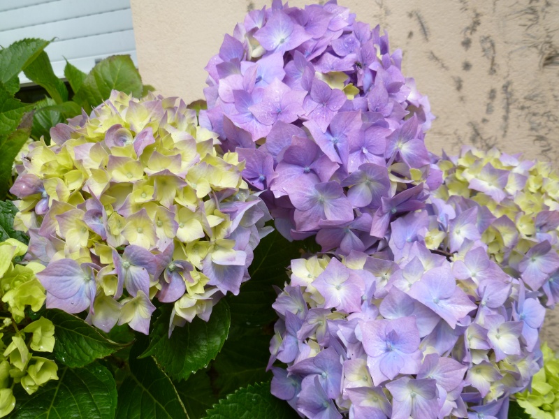 hortensias - Hortensias  00628