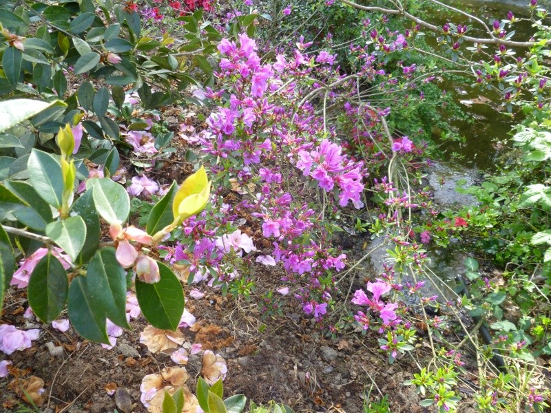 Rhododendrons  - Page 3 00716