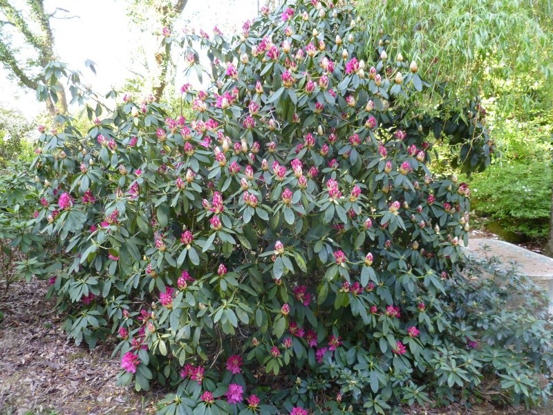 Rhododendrons  - Page 3 00811
