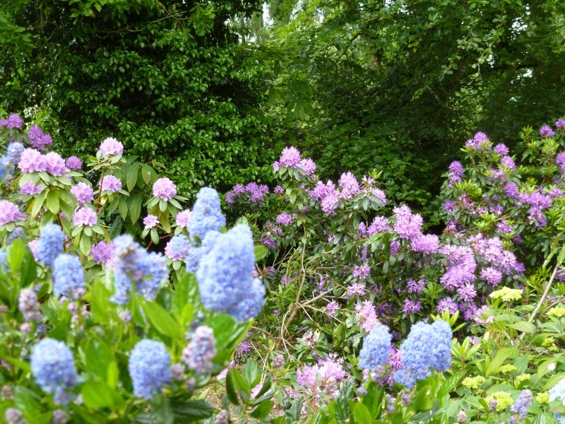 Aperçus de mon jardin Breton 00817