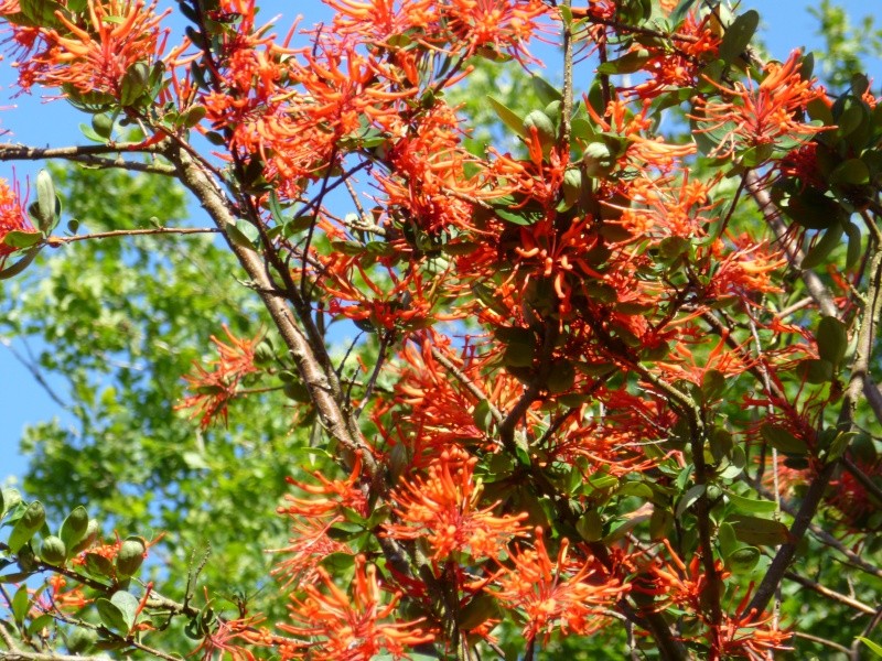 Embothrium coccineum 00821