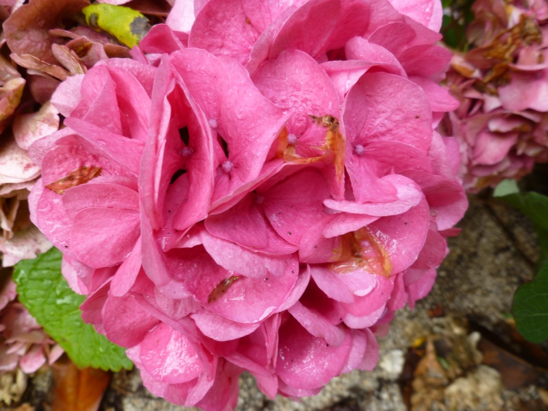 hortensias - Hortensias  00920