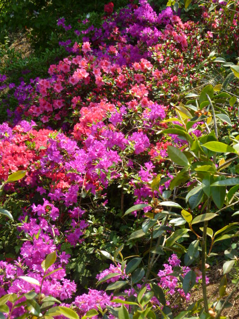 Rhododendrons  - Page 4 01116