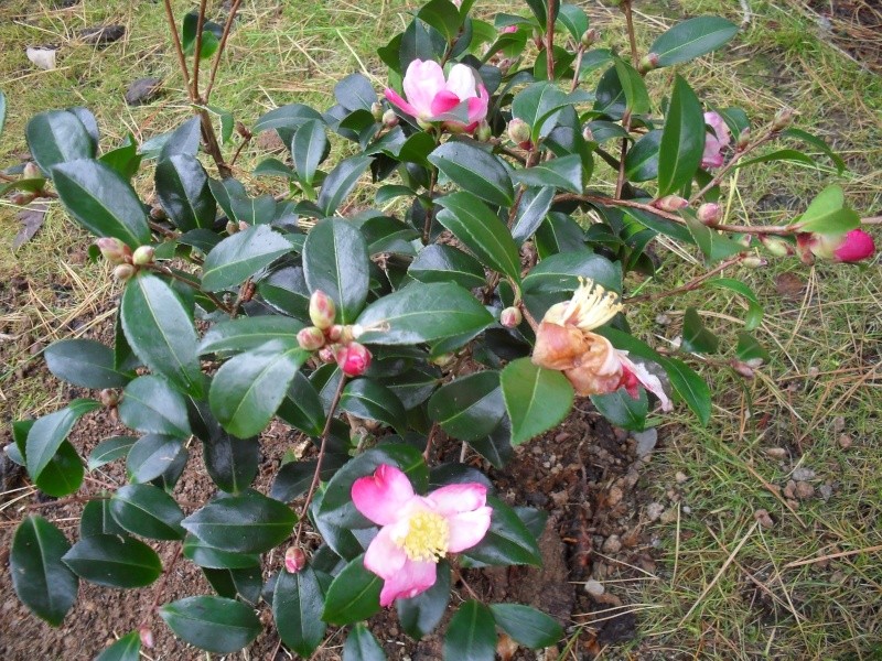 Camélias: variétés, mode de culture, époque de floraison. partie I 01213