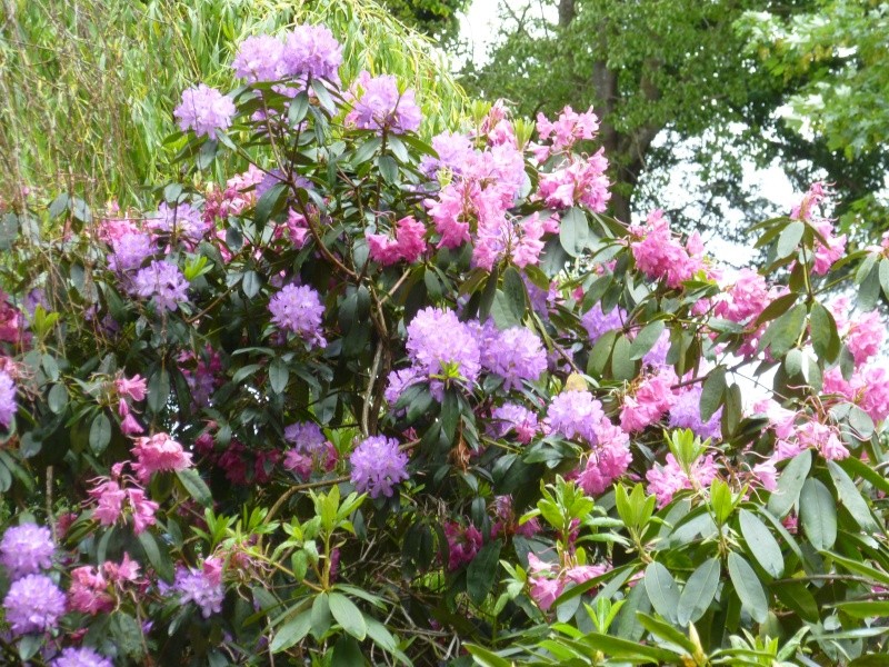 Aperçus de mon jardin Breton 01323
