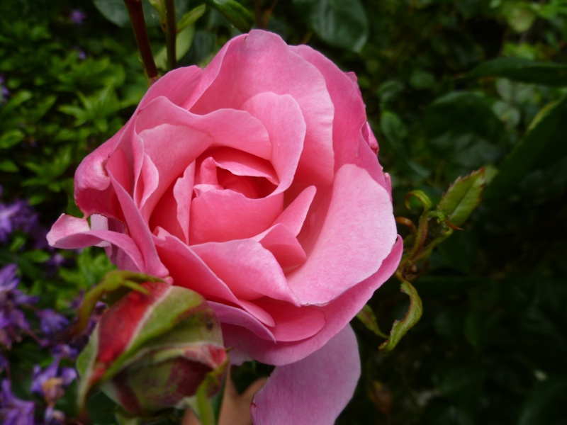 le royaume des rosiers...Vive la Rose ! 01416