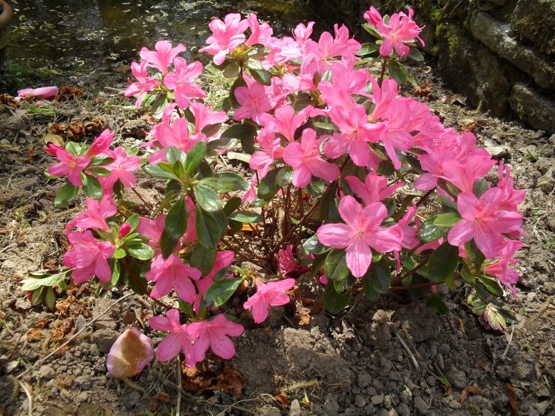 Rhododendrons et Azalées 01510