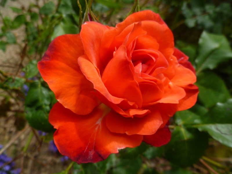 le royaume des rosiers...Vive la Rose ! 01517