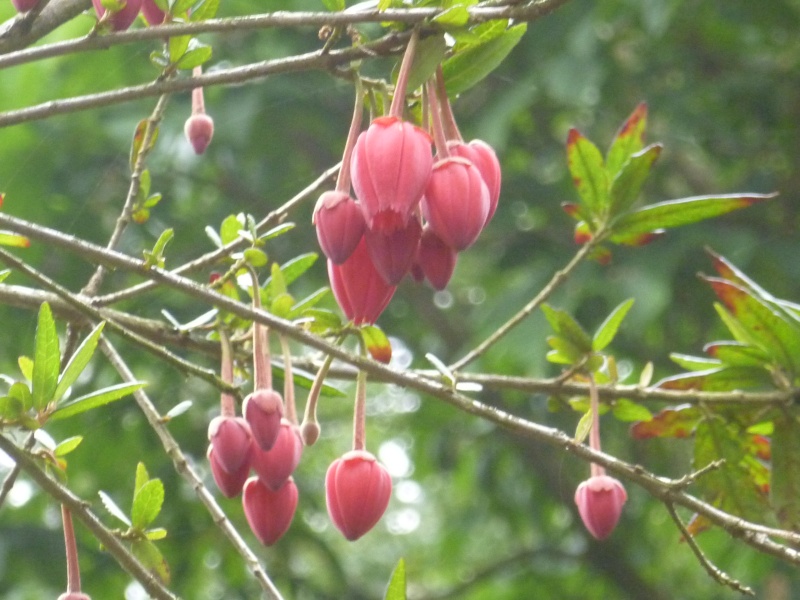 Floraisons du mois de Mai 01616