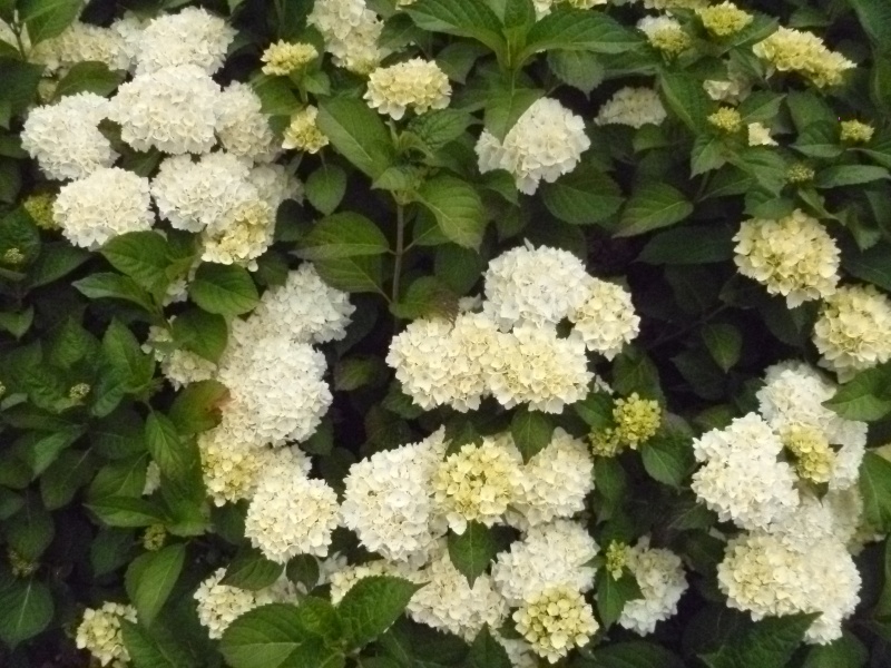 hortensias - Hortensias  02713