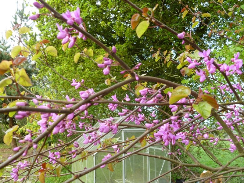 Cercis Siliquastrum (arbre de Judée) 03111