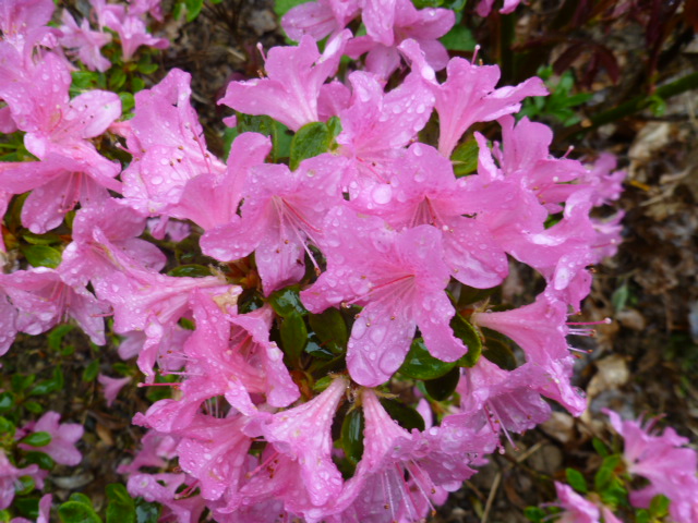 Rhododendrons  - Page 3 03211