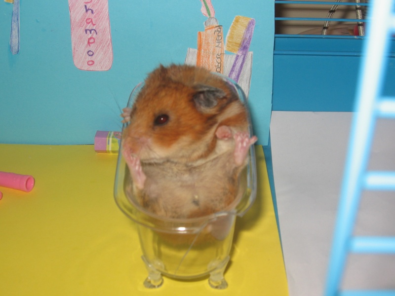 [Hamsters] Os meus hamsters (falecidos e vivos) Img_1512