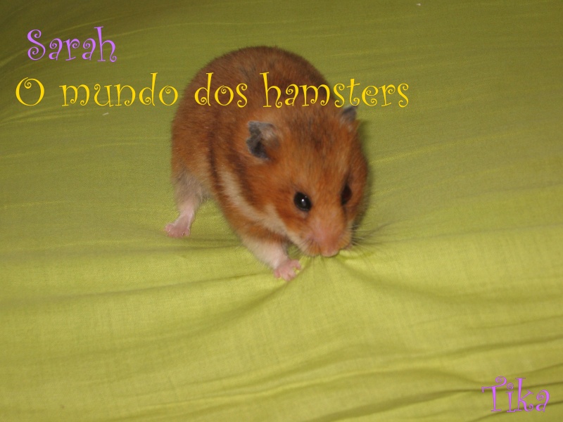 [Hamsters] Os meus hamsters (falecidos e vivos) Img_2010