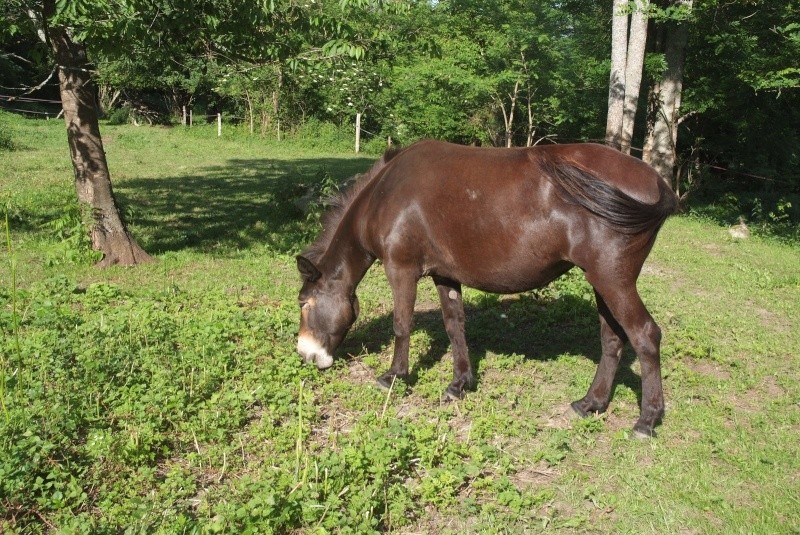 VIOLETTE dite PETALE - ONC Mule née en 2006 - adoptée en octobre 2012 par Jean 2015_810