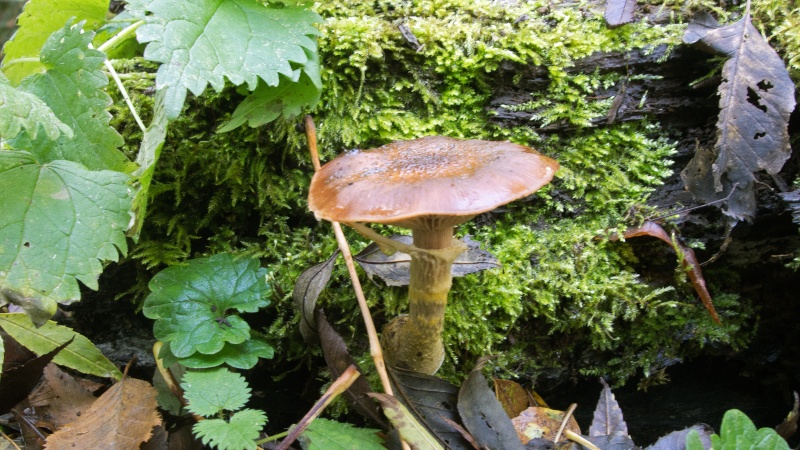 Quelques autres champignons Champi13