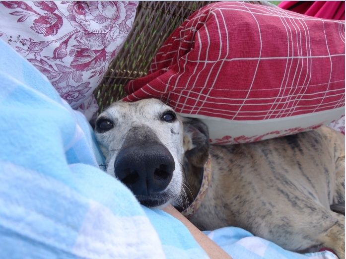 Campeon galgo bringé clair à l'adoption "Scooby France" Adopté - Page 4 Campeo14
