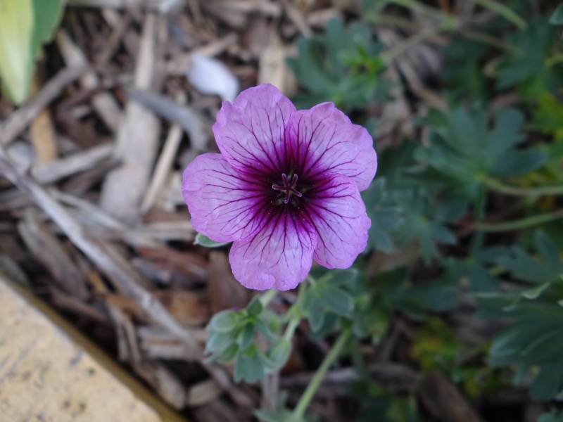 Geranium vivace  - Page 6 Dsc02912