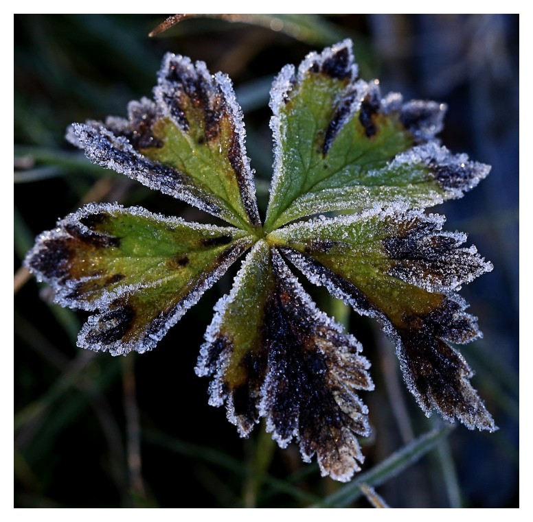 Premier givre matinal Frimas12