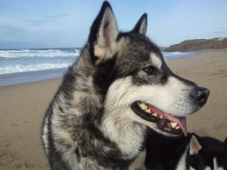 Quebec, malamute de 4 ans, mais deteste les chats!!  ADOPTE - Page 2 Photo017