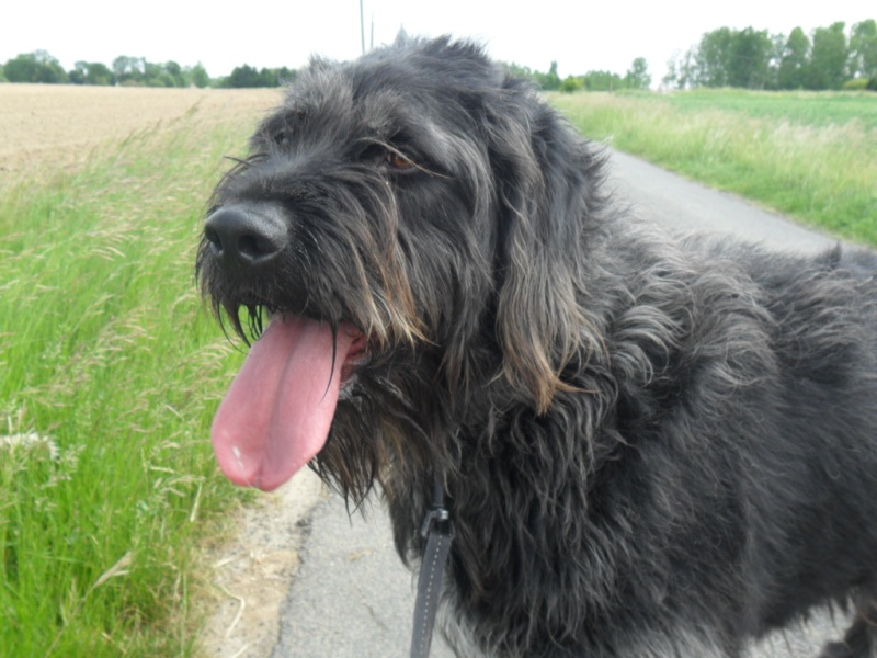 BLACKY  -  croisé Griffon  4 ans  -  SPA  DE  LUYNES  (37) Blacky10