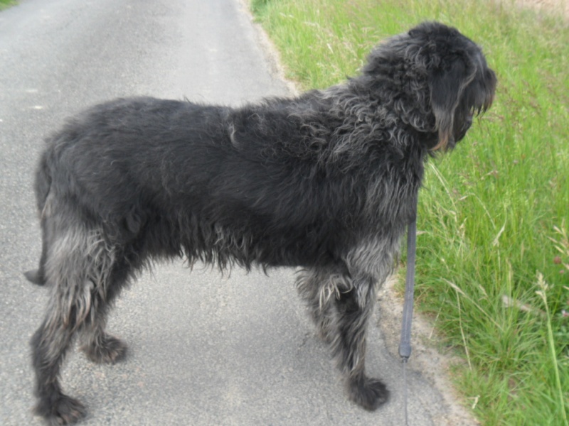 BLACKY  -  croisé Griffon  4 ans  -  SPA  DE  LUYNES  (37) Blacky11