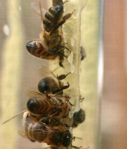 ماذا يحدث عند وضع النحل داخل وعاء زجاجي‏  Uouo310