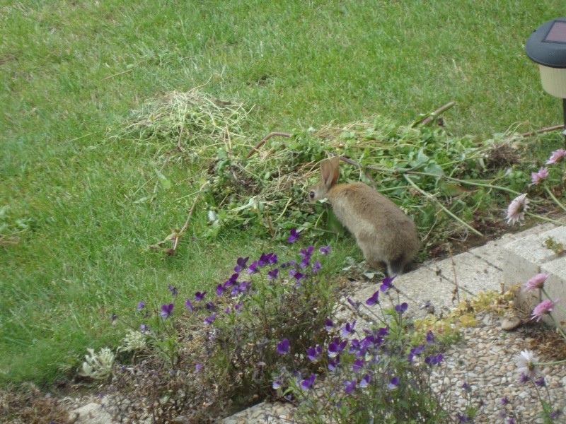 UN RAVAGEUR sévit dans mon jardin 2011-035