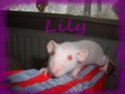 un petit malou pour ma magnifique lily Lily10