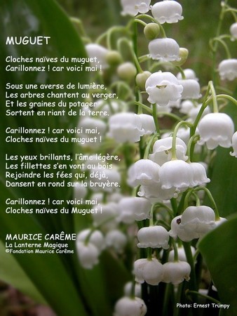 Le muguet ..  Dyn00510