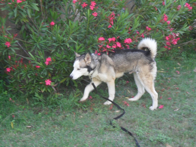 BLUESKY   HUSKY MALE 4 ANS  Recueilli par l'asso Eden Valley ADOPTE - Page 6 Bluesk16