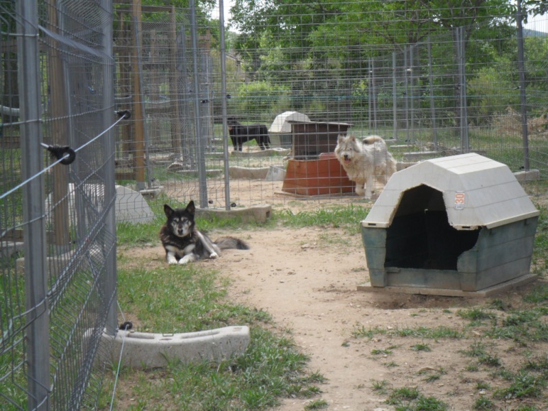 BLUESKY   HUSKY MALE 4 ANS  Recueilli par l'asso Eden Valley ADOPTE - Page 6 Cleopa10