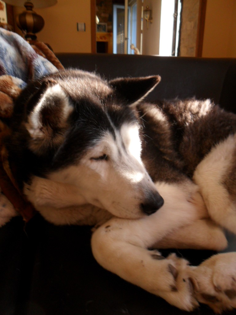 CORA HUSKY (f). 11ANS GENTILLE AFFECTUEUSE.RESTE A LEDEN VALLEE  DECEDEE - Page 2 Corama10