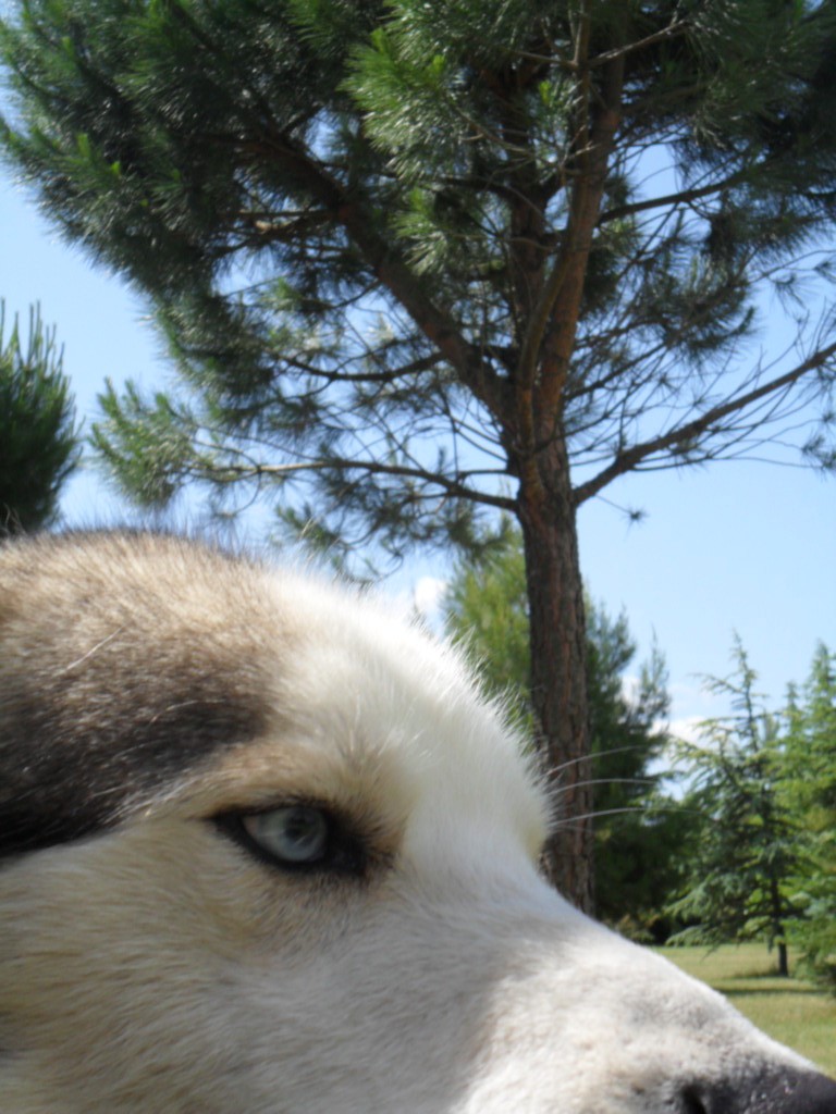 BLUESKY   HUSKY MALE 4 ANS  Recueilli par l'asso Eden Valley ADOPTE - Page 6 Gros_p11