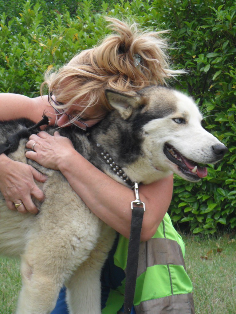 BLUESKY   HUSKY MALE 4 ANS  Recueilli par l'asso Eden Valley ADOPTE - Page 6 Saance10