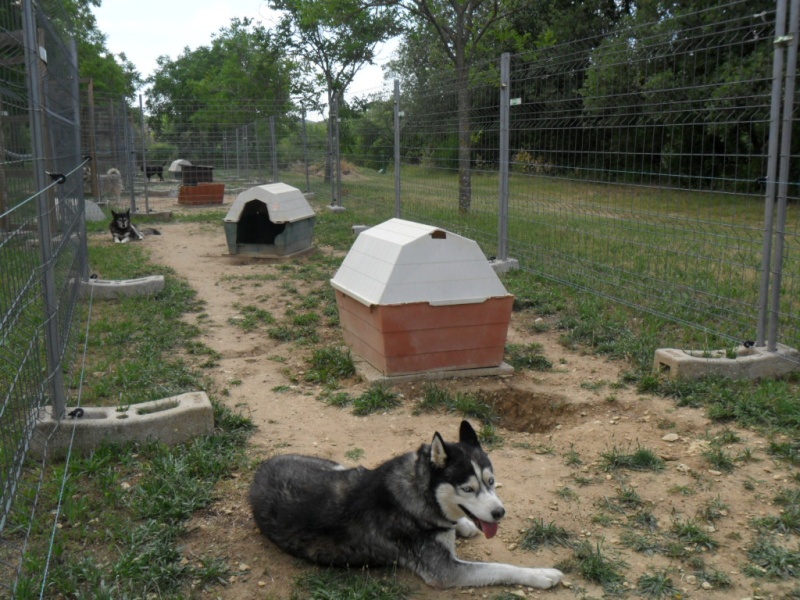 BLUESKY   HUSKY MALE 4 ANS  Recueilli par l'asso Eden Valley ADOPTE - Page 6 Togo_d10