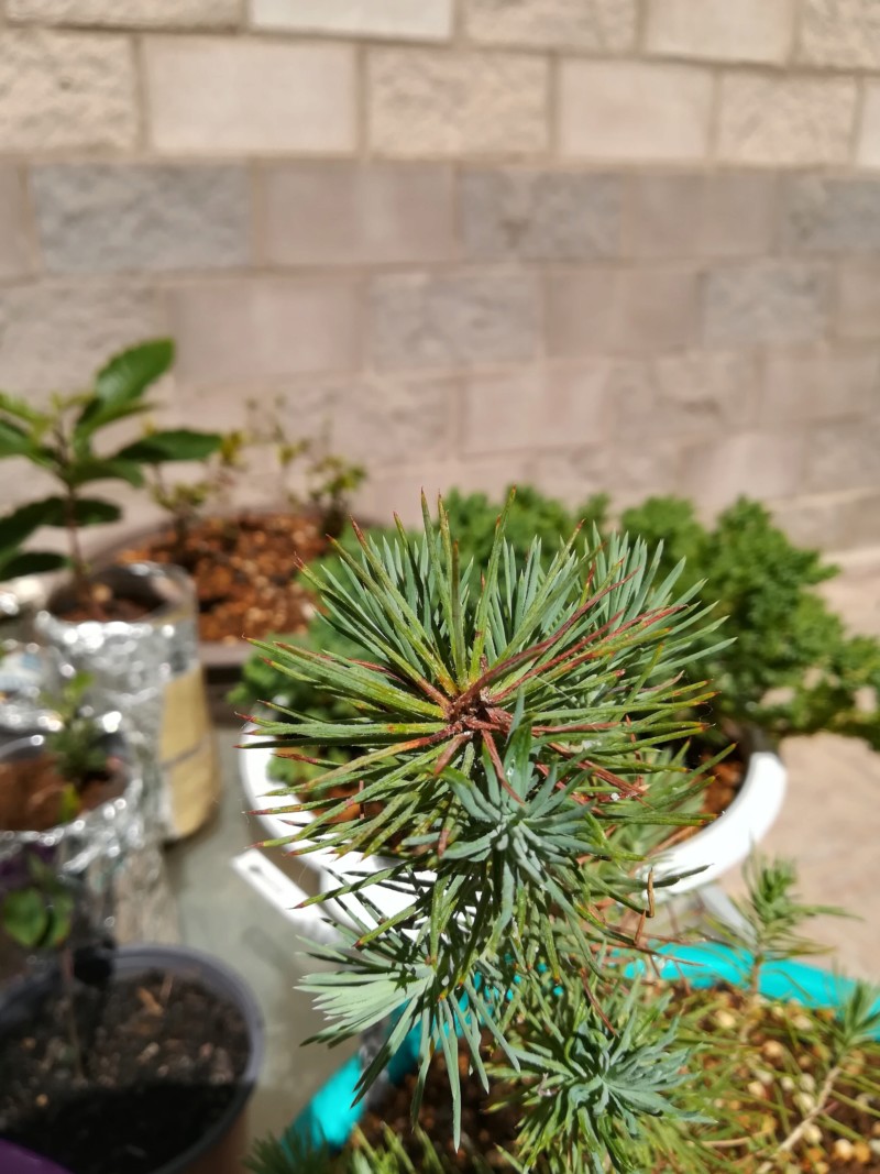 Pino Piñonero (Pinus Pinea) 20190530