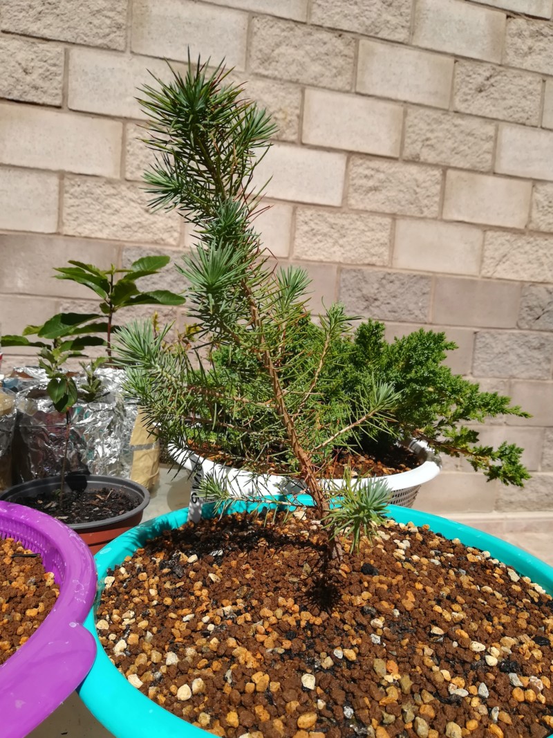 Pino Piñonero (Pinus Pinea) 20190531
