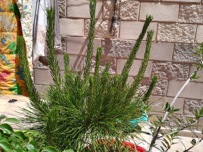 Pino Negro Japonés (Pinus Thunbergii)  20190533