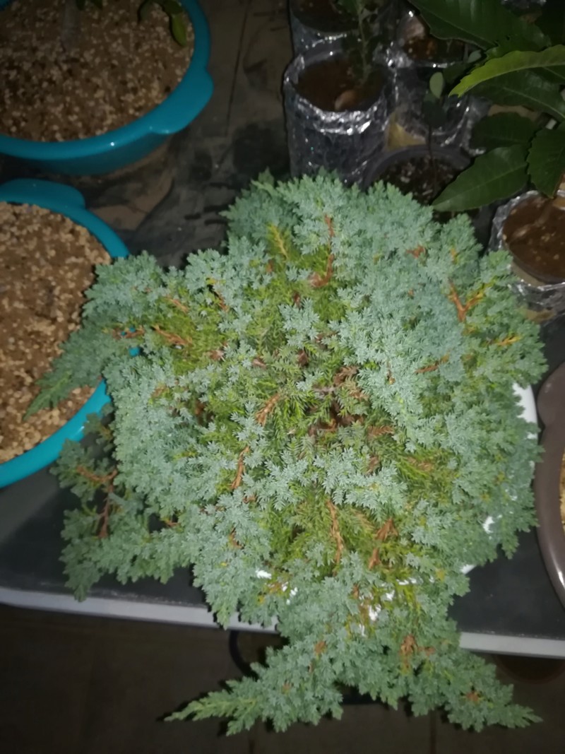 Sonare (Juniperus Procumbens Nana) 20190647