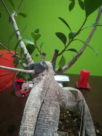 Ficus Microcarpa Tiger Bark 20190562