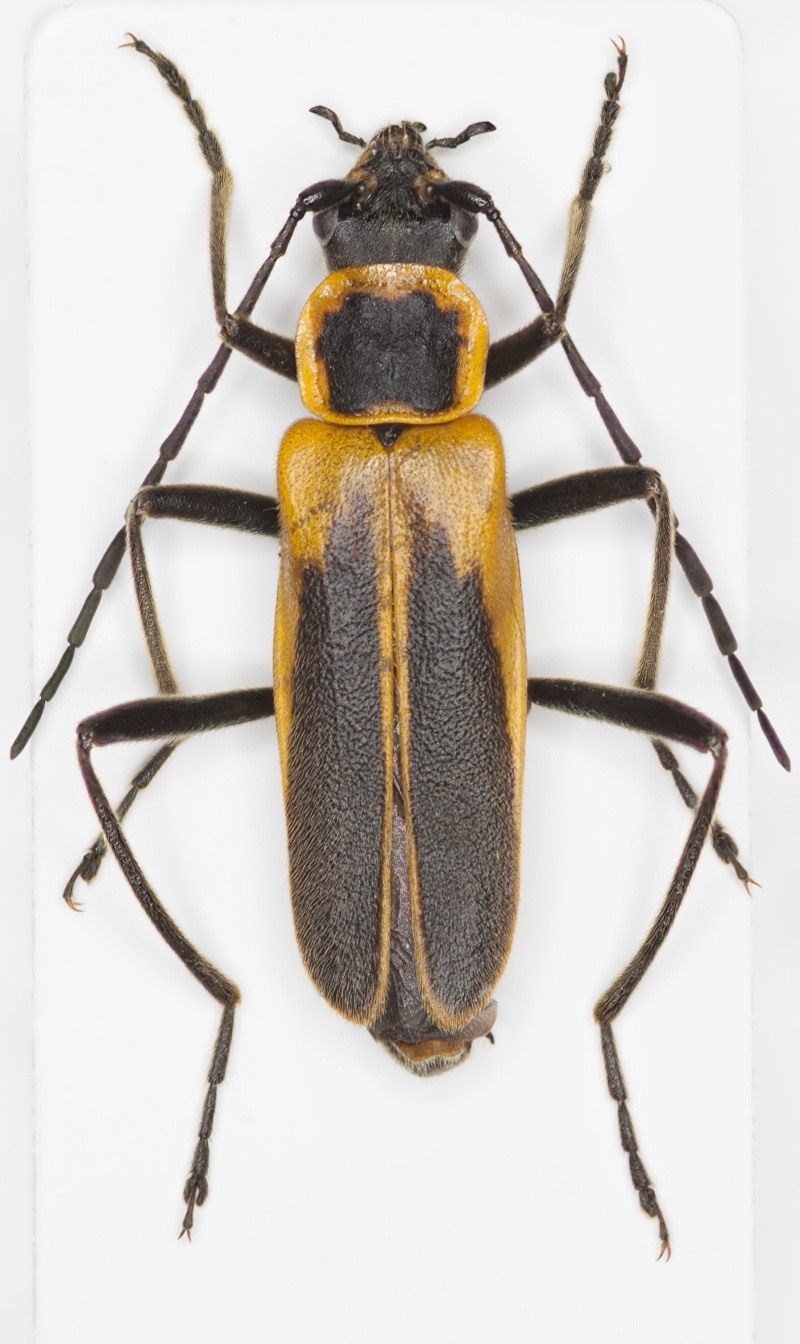 [Chauliognathus pennsylvanicus] Cantharidae québécois 1 Oedeme11