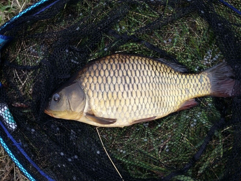 my pond Img-2014