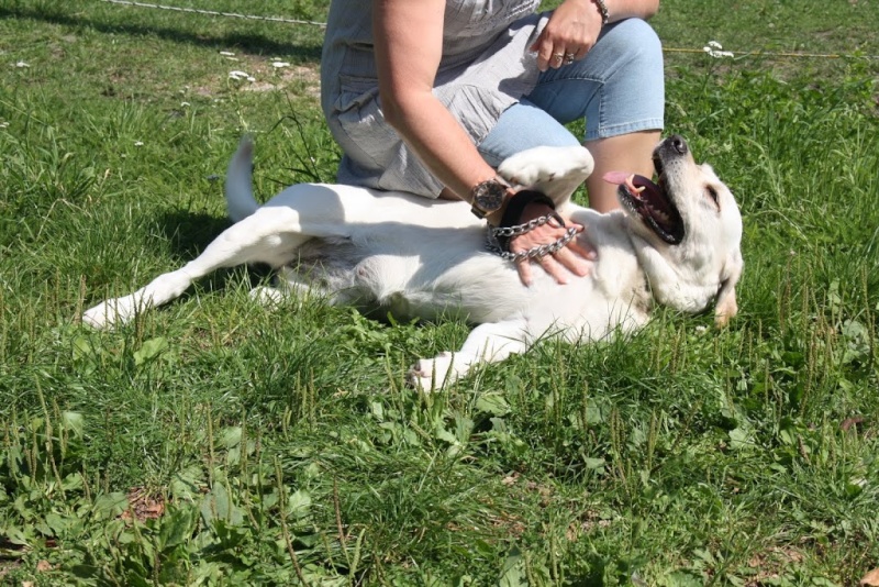 KANA - labrador 10 ans -  Animal sans Toit à Grace Hollogne - Belgique Kana10