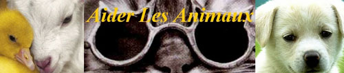 Forum - Aider Les Animaux Bannia10