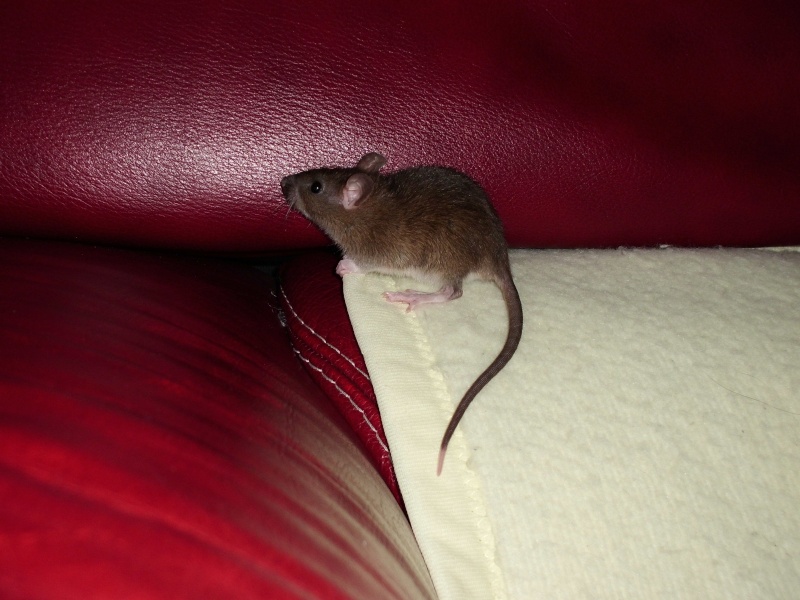 Marquage de mes rattes Hera_110