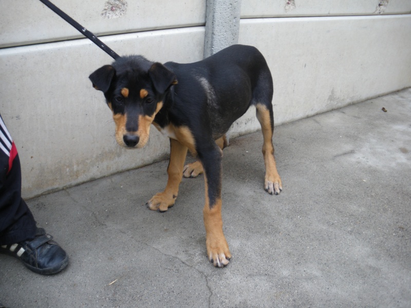 ULYA (chiot femelle croisée beauceron) Imgp0022