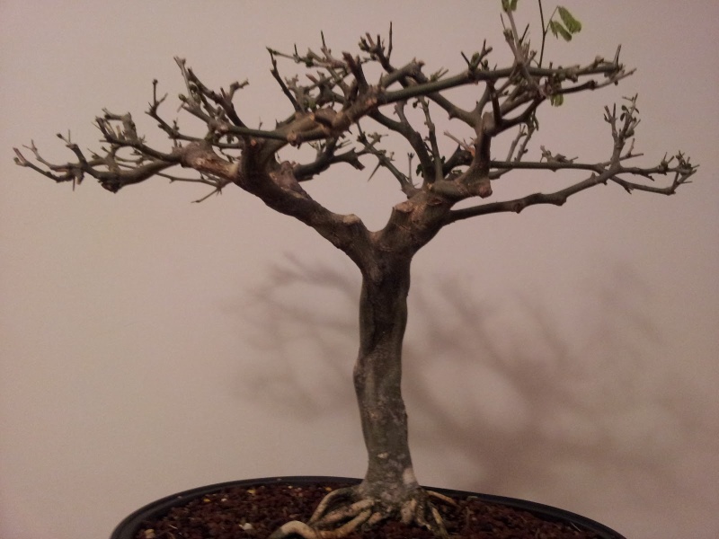 Brazilian Raintree Flat-top Progression. Lots of Pictures - please wait to load 6_marc10