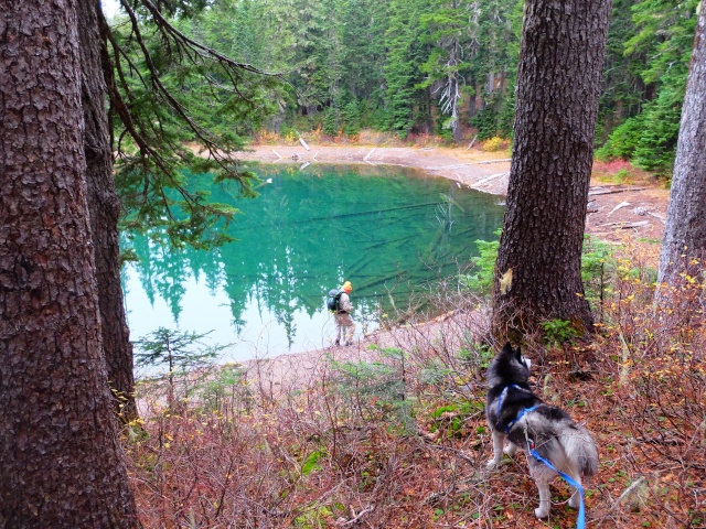 Hiking with Dogs: Indian Heaven Wilderness, WA 510