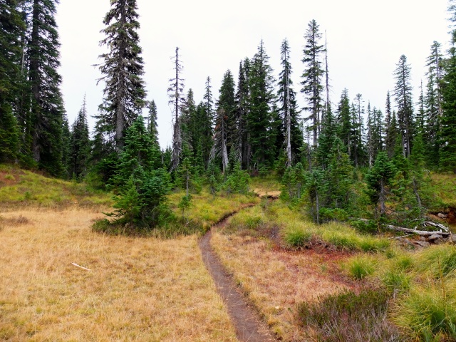 Hiking with Dogs: Indian Heaven Wilderness, WA 710